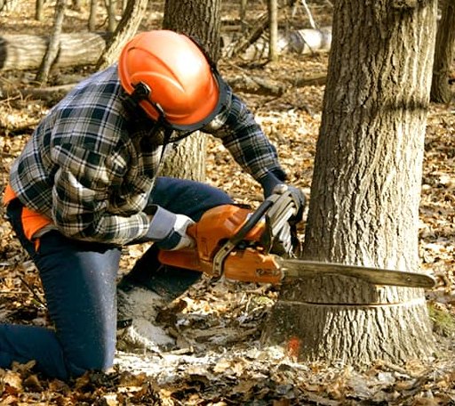 Tree Removal in Rozet, WY